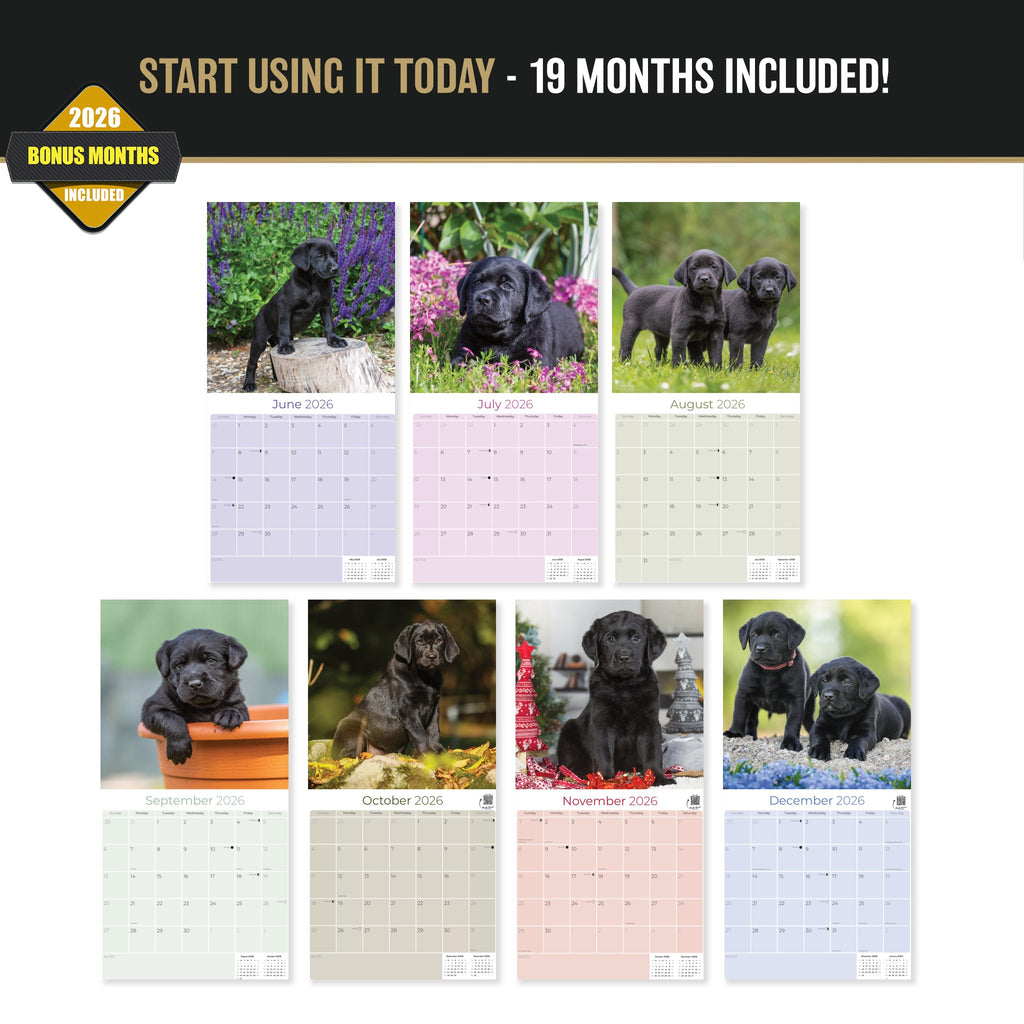 Black Labrador Puppies Wall Calendar 2027 - 12" x 12" Monthly Heartwarming Black Lab Puppy Art Calendar