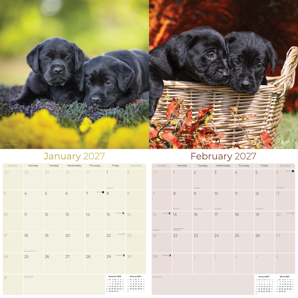 Black Labrador Puppies Wall Calendar 2027 - 12" x 12" Monthly Heartwarming Black Lab Puppy Art Calendar