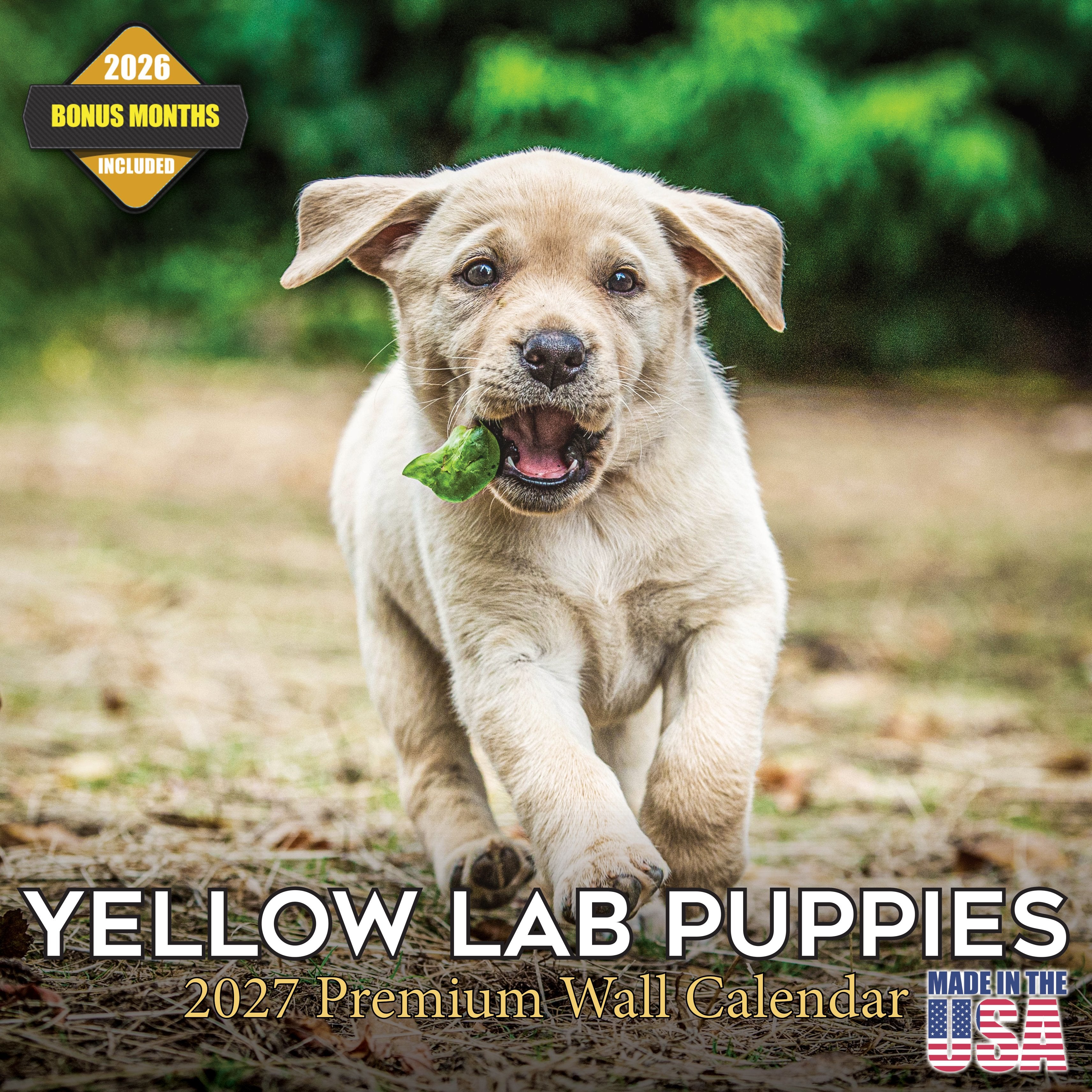 Yellow Labrador Retriever Puppies Wall Calendar 2027 - 12