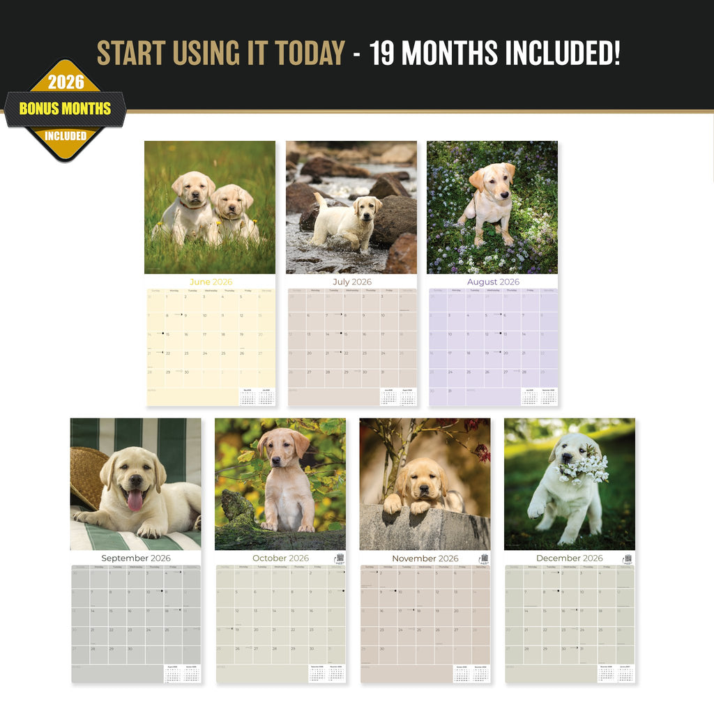 Yellow Labrador Retriever Puppies Wall Calendar 2027 - 12" x 12" Monthly Adorable & Playful Yellow Lab Puppy Breed Calendar