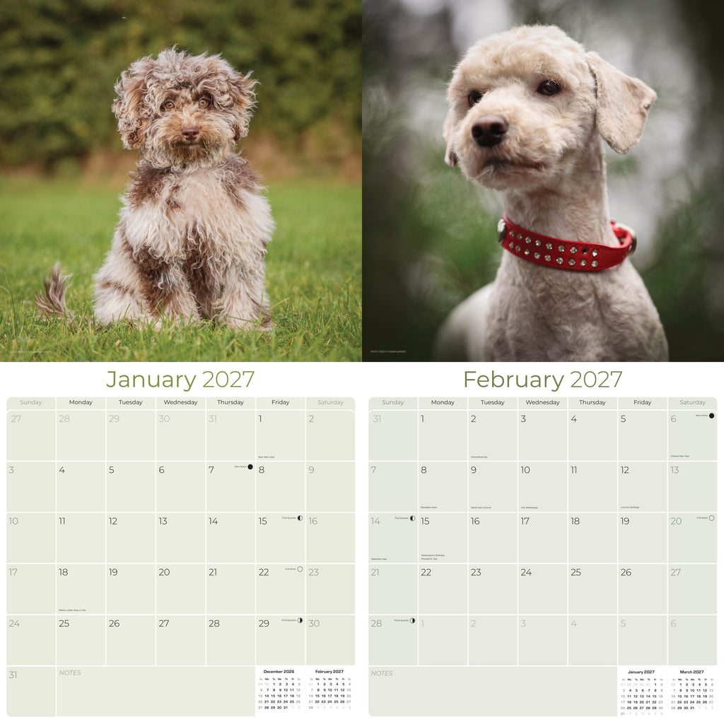 Cockapoo Wall Calendar 2027 - 12" x 12" Monthly Joyful & Affectionate Designer Cocker Poodle Calendar