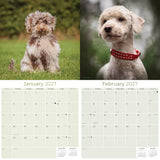 Cockapoo Wall Calendar 2027 - 12" x 12" Monthly Joyful & Affectionate Designer Cocker Poodle Calendar