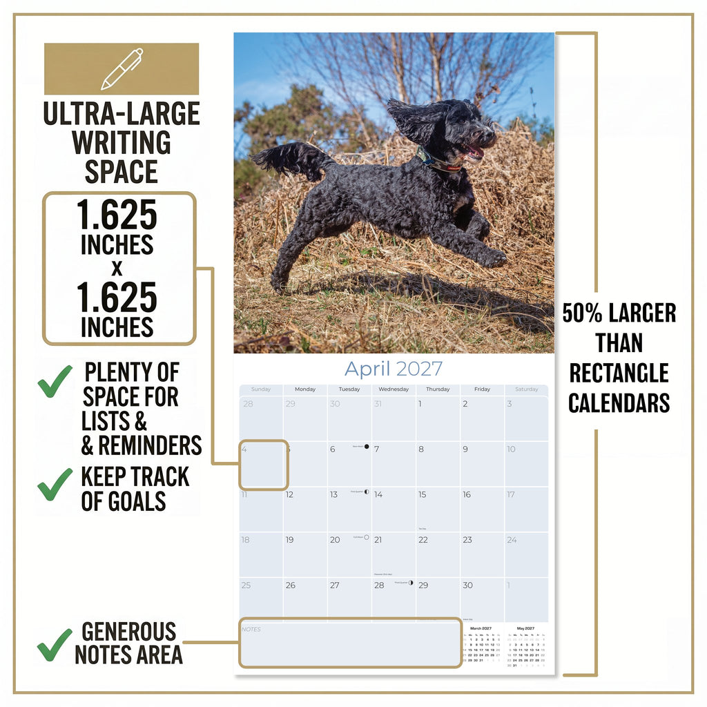 Cockapoo Wall Calendar 2027 - 12" x 12" Monthly Joyful & Affectionate Designer Cocker Poodle Calendar