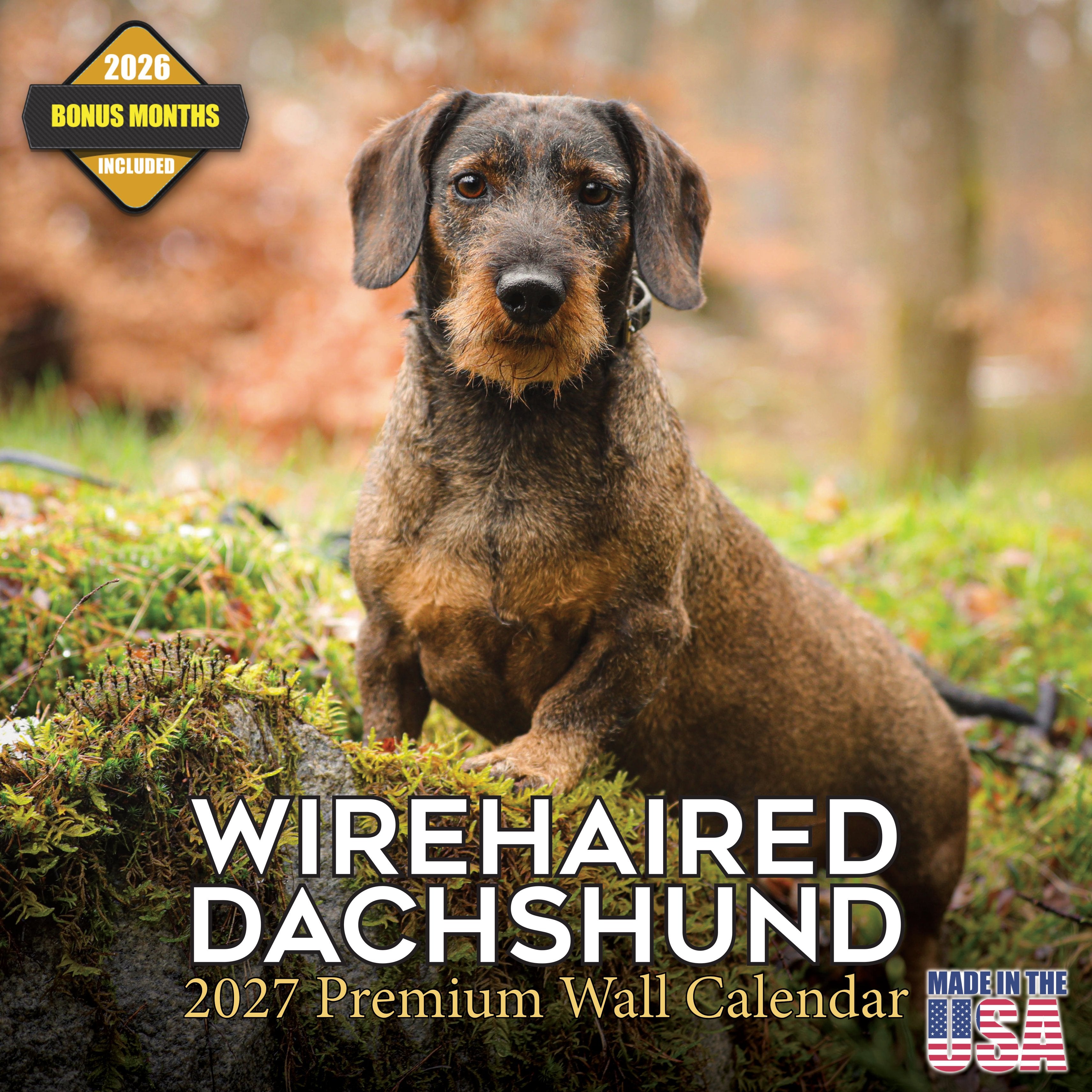 Wirehaired Dachshund Wall Calendar 2027 - 12