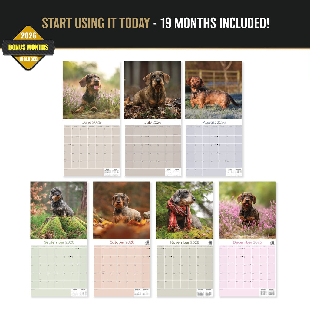 Wirehaired Dachshund Wall Calendar 2027 - 12" x 12" Monthly Clever & Gritty Wire Coat Hound Breed Calendar