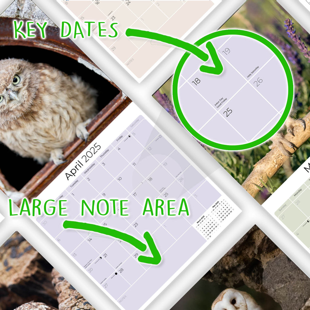 Owls Wall Calendar 2025