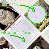 Owls Wall Calendar 2025