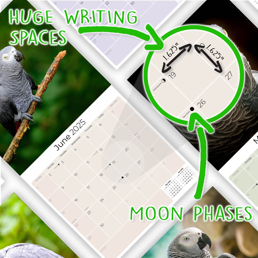 African Greys Wall Calendar 2025
