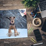 Airedale Wall Calendar 2025