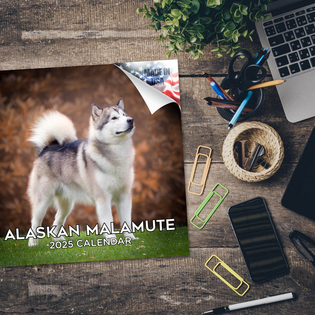 Alaskan Malamute Wall Calendar 2025