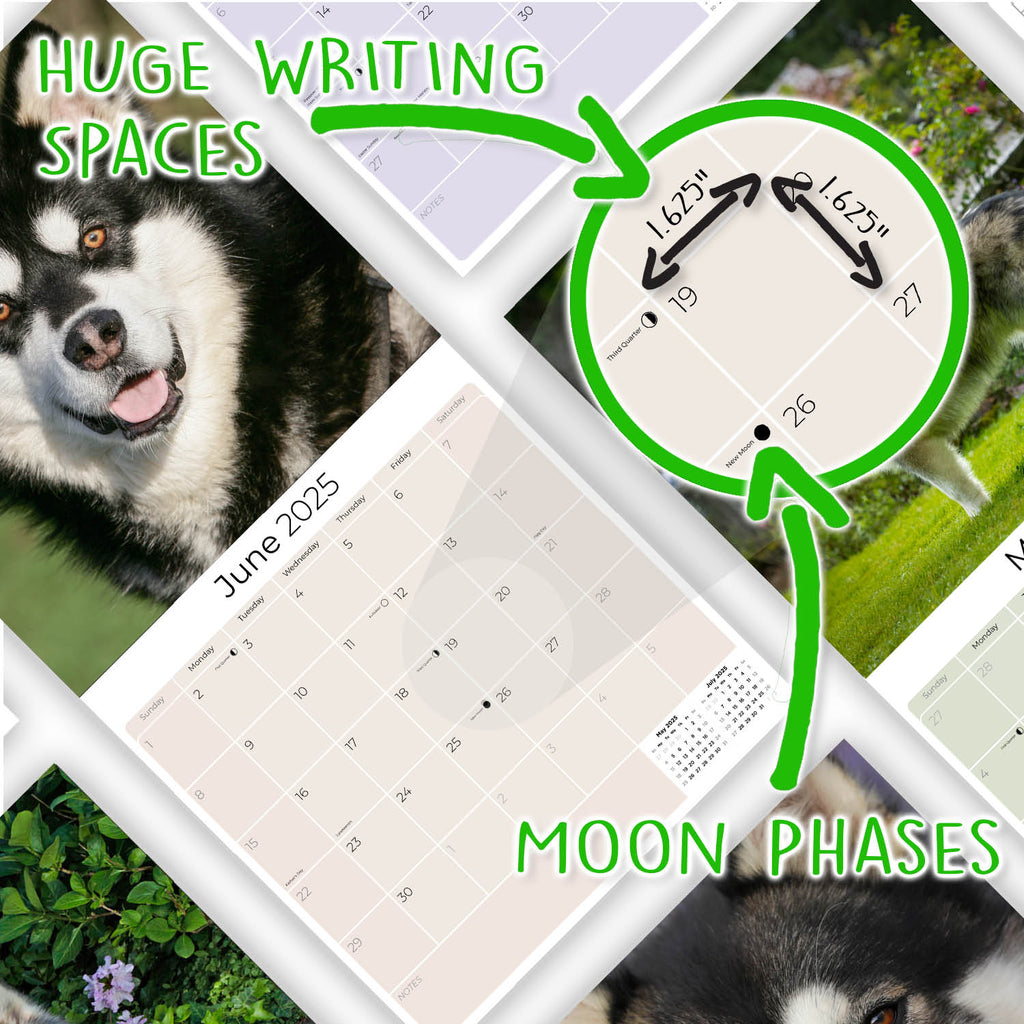 Alaskan Malamute Wall Calendar 2025
