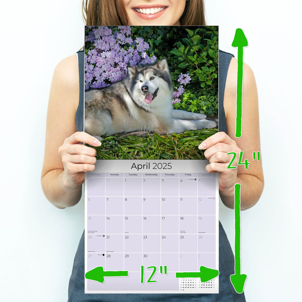 Alaskan Malamute Wall Calendar 2025