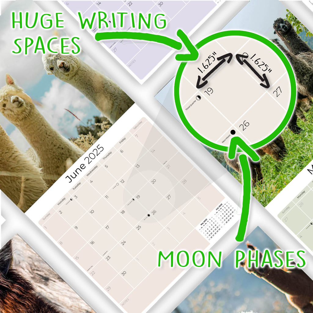Alpacas Wall Calendar 2025
