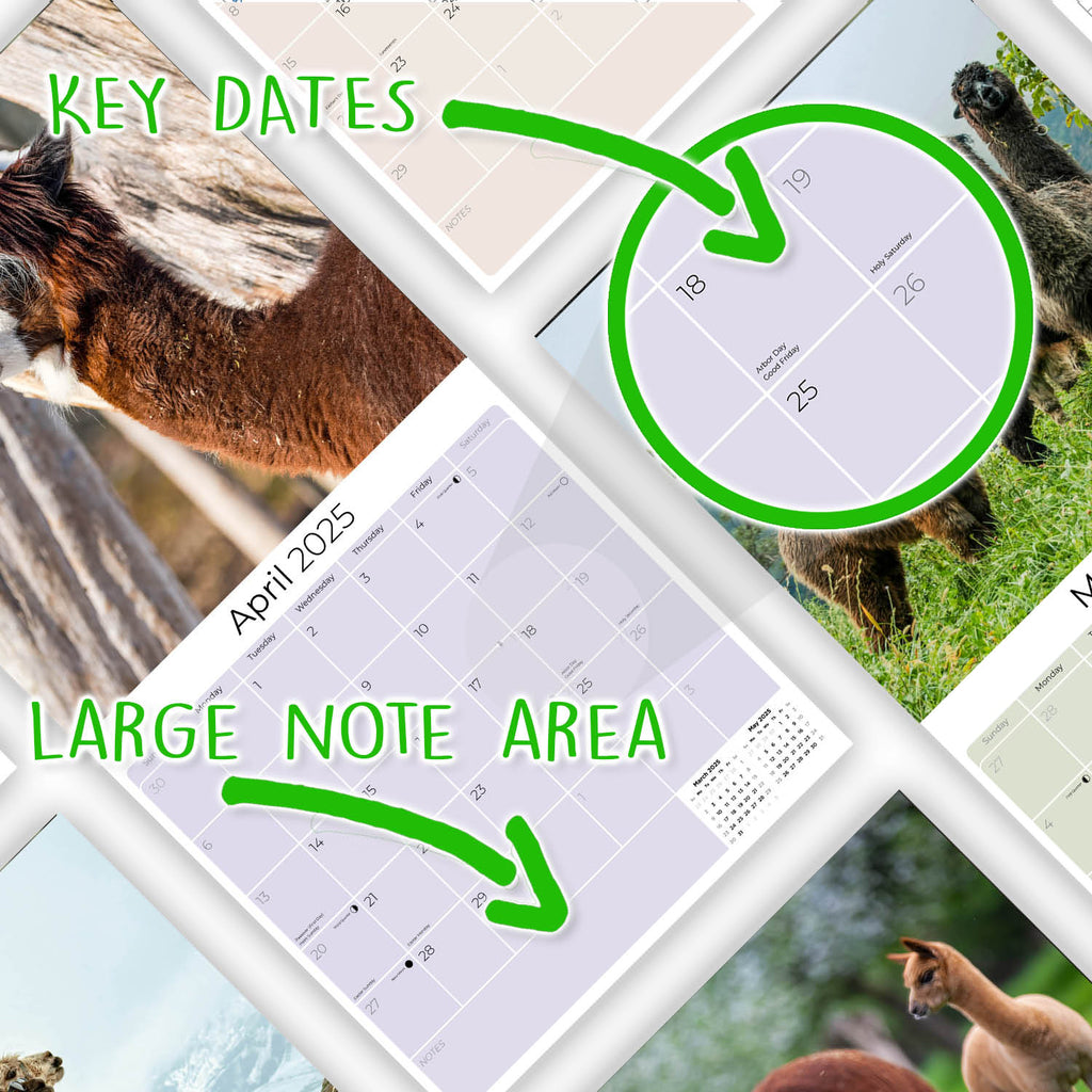Alpacas Wall Calendar 2025