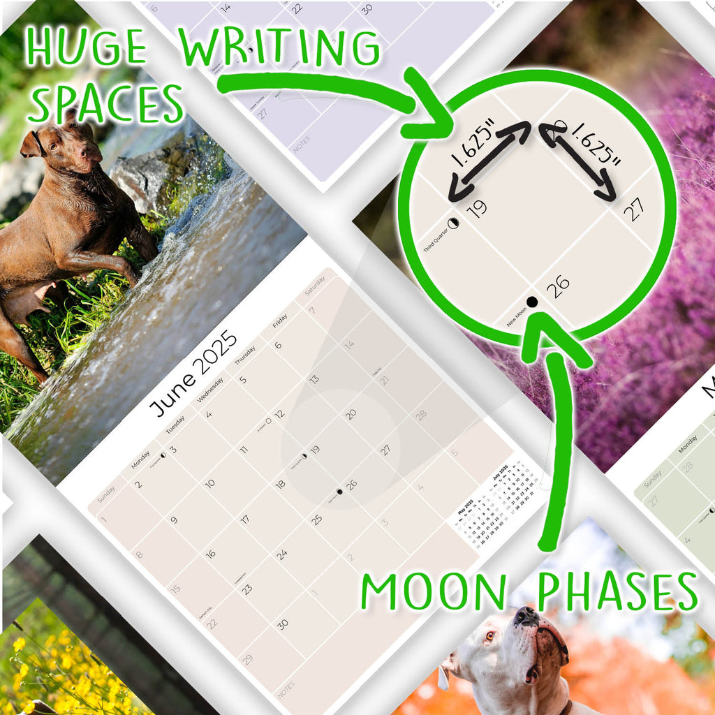 American Pit Bull Terrier Wall Calendar 2025