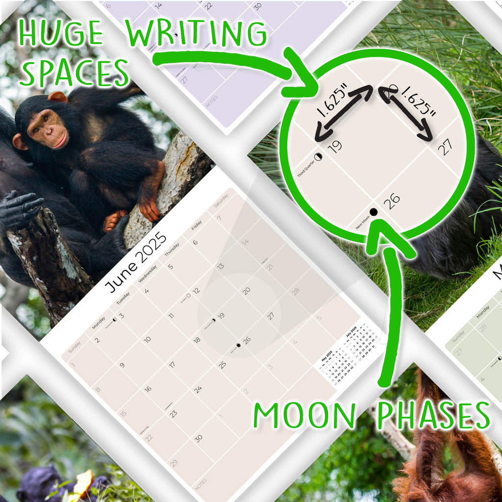 Apes Wall Calendar 2025