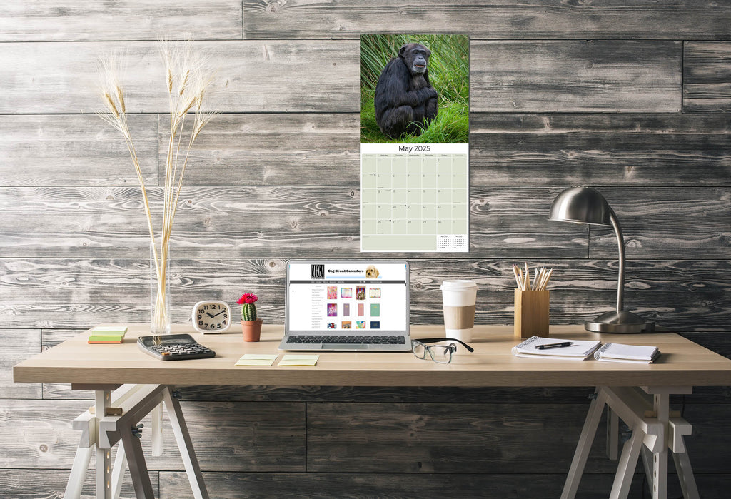 Apes Wall Calendar 2025