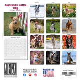 Australian Cattle Dog Wall Calendar 2024