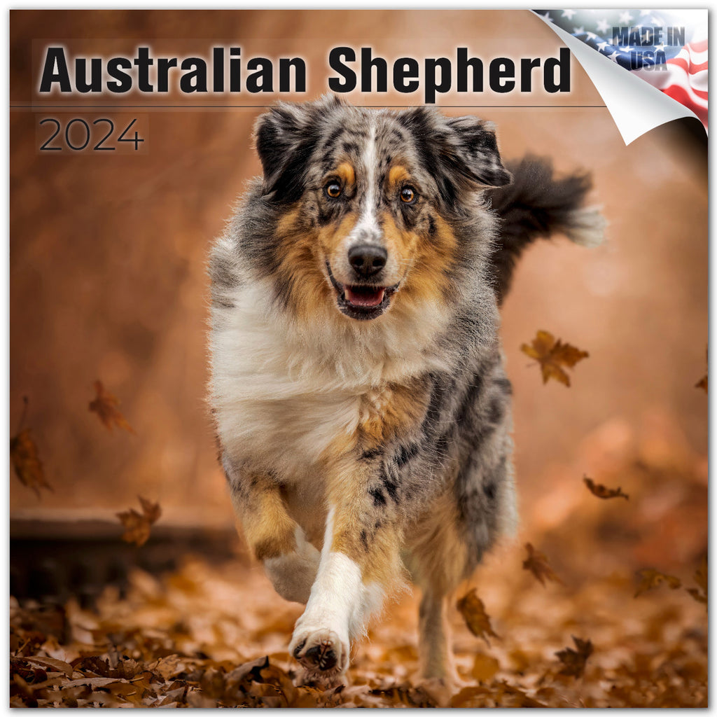 Australian Shepherd Wall Calendar 2024