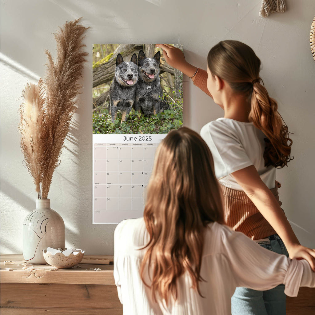 Australian Cattle Dog Wall Calendar 2025