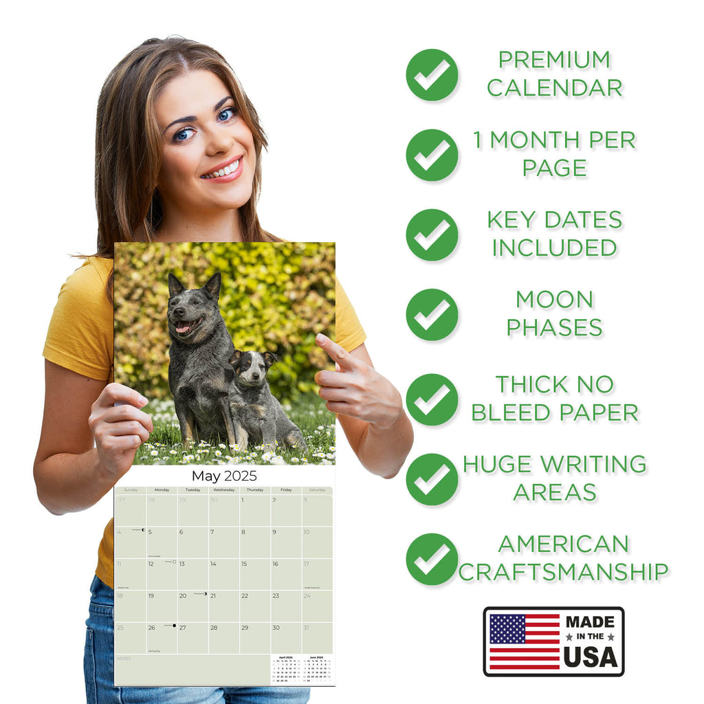 Australian Cattle Dog Wall Calendar 2025