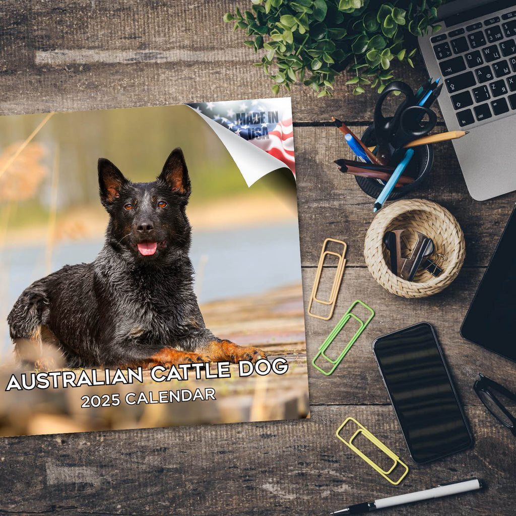Australian Cattle Dog Wall Calendar 2025