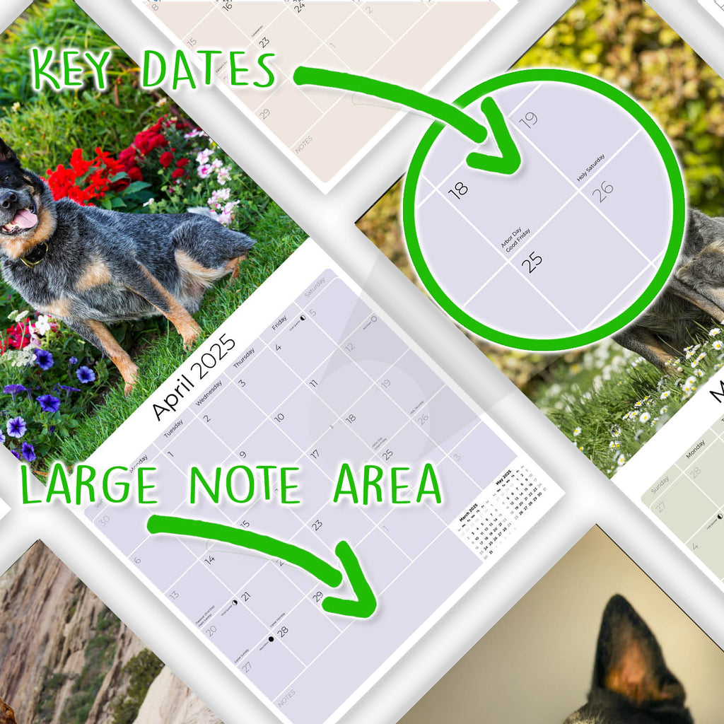Australian Cattle Dog Wall Calendar 2025
