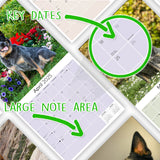 Australian Cattle Dog Wall Calendar 2025