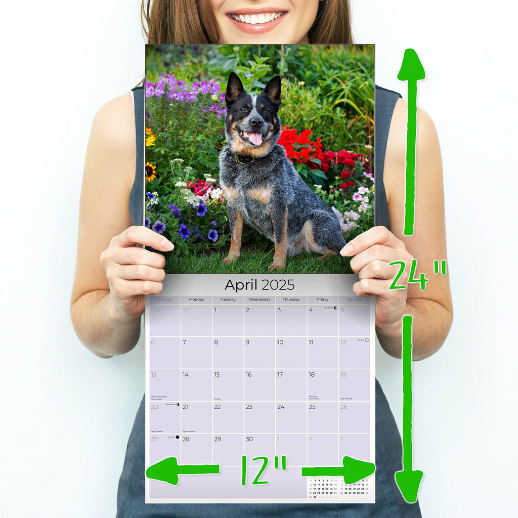 Australian Cattle Dog Wall Calendar 2025