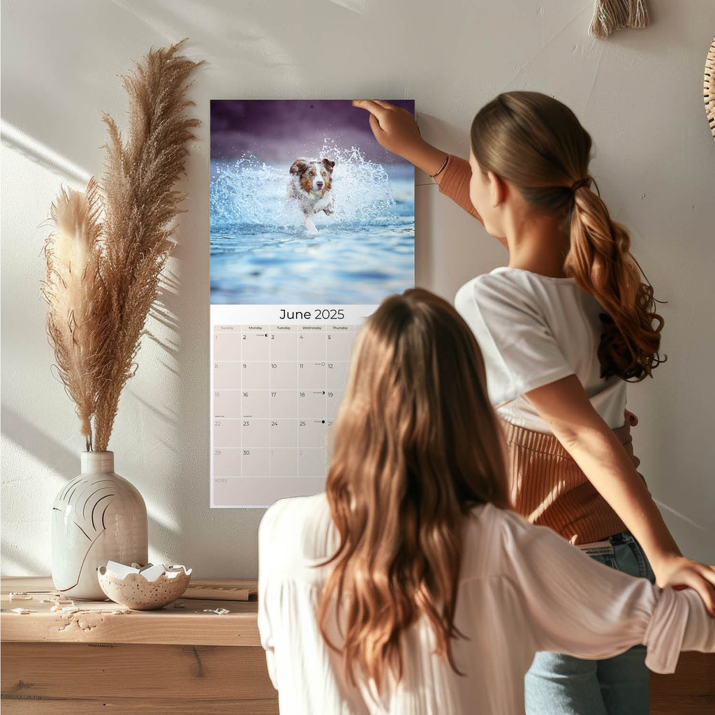 Australian Shepherd Wall Calendar 2025