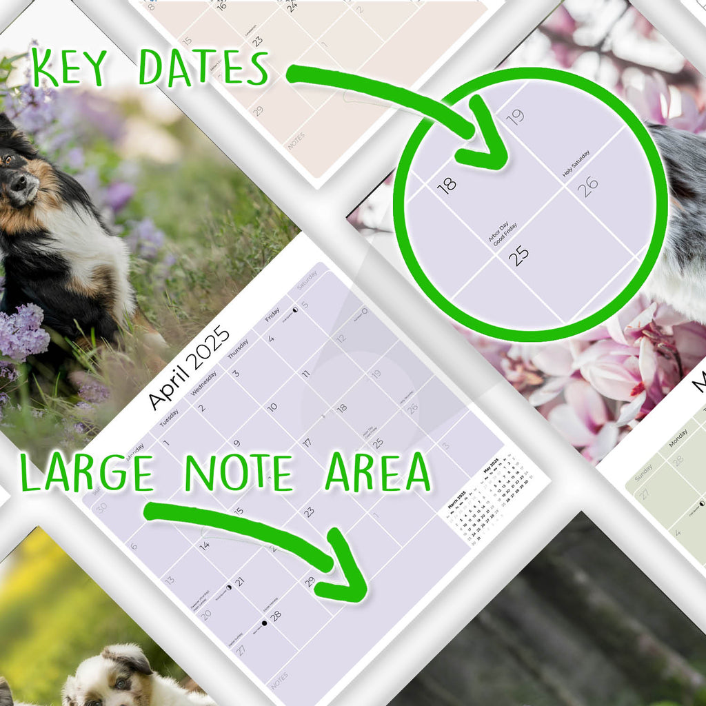 Australian Shepherd Wall Calendar 2025
