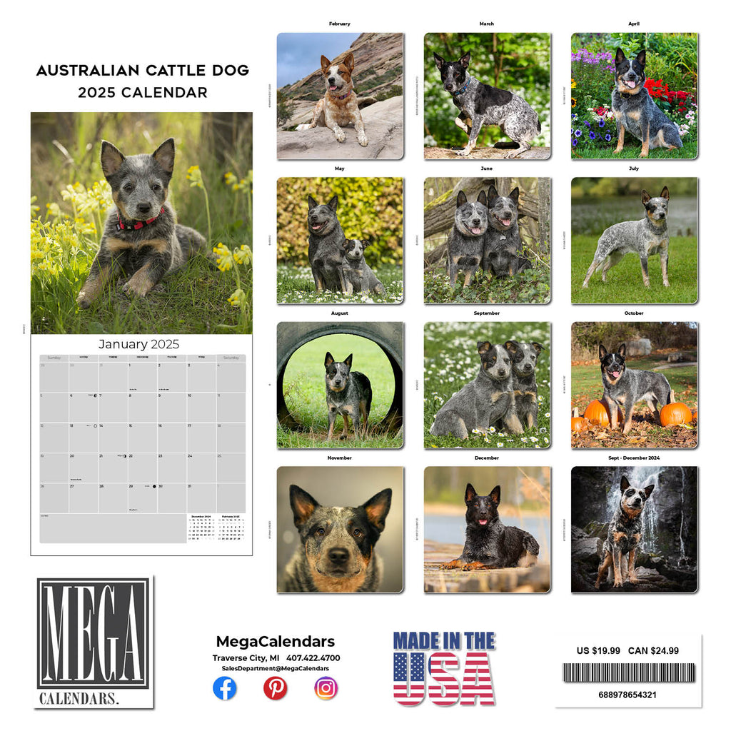 Australian Cattle Dog Wall Calendar 2025