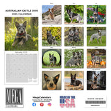 Australian Cattle Dog Wall Calendar 2025