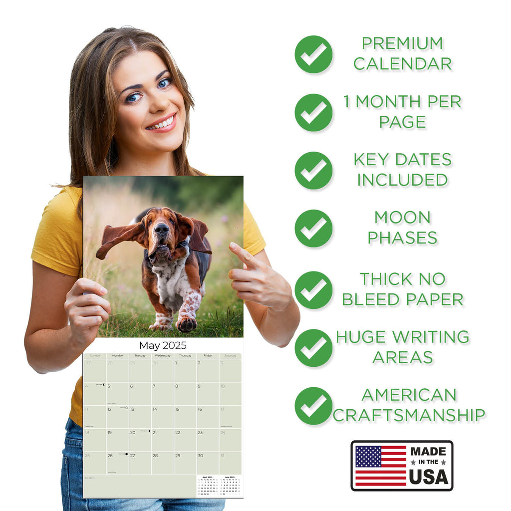 Basset Hound Wall Calendar 2025
