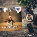 Basset Hound Wall Calendar 2025