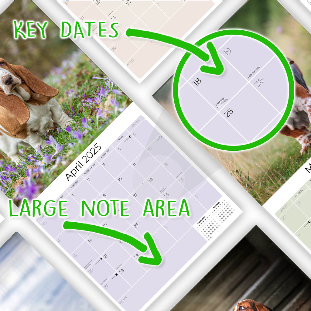 Basset Hound Wall Calendar 2025
