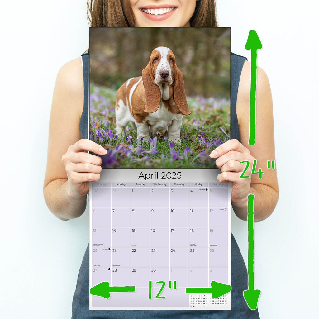 Basset Hound Wall Calendar 2025