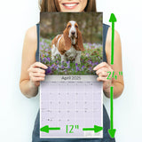 Basset Hound Wall Calendar 2025