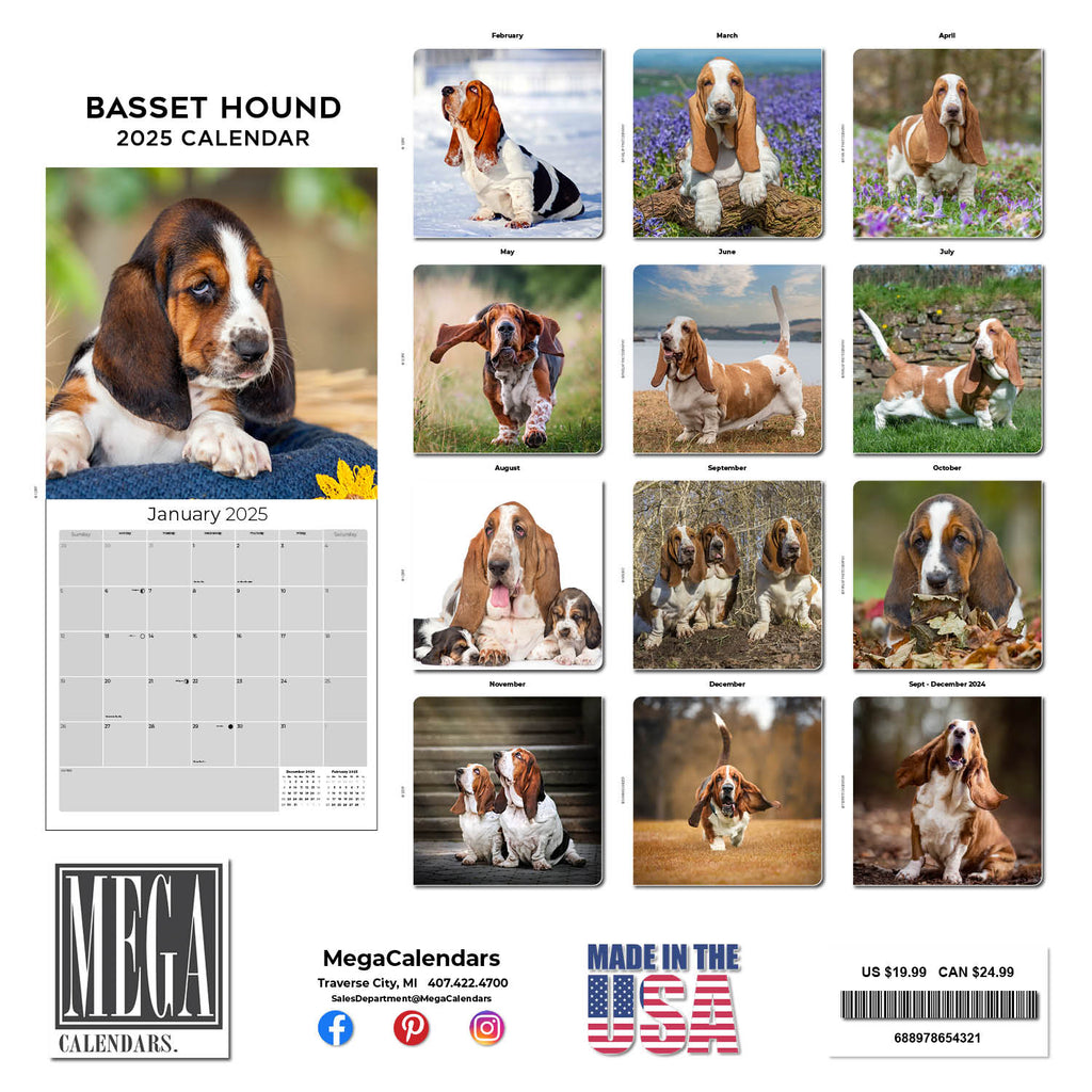 Basset Hound Wall Calendar 2025
