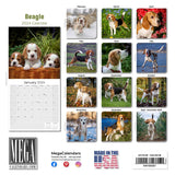 Beagle Wall Calendar 2024