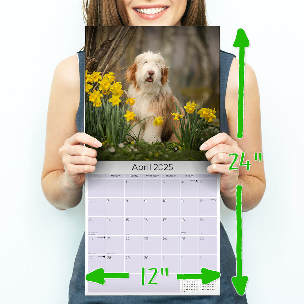 Bearded Collie Wall Calendar 2025
