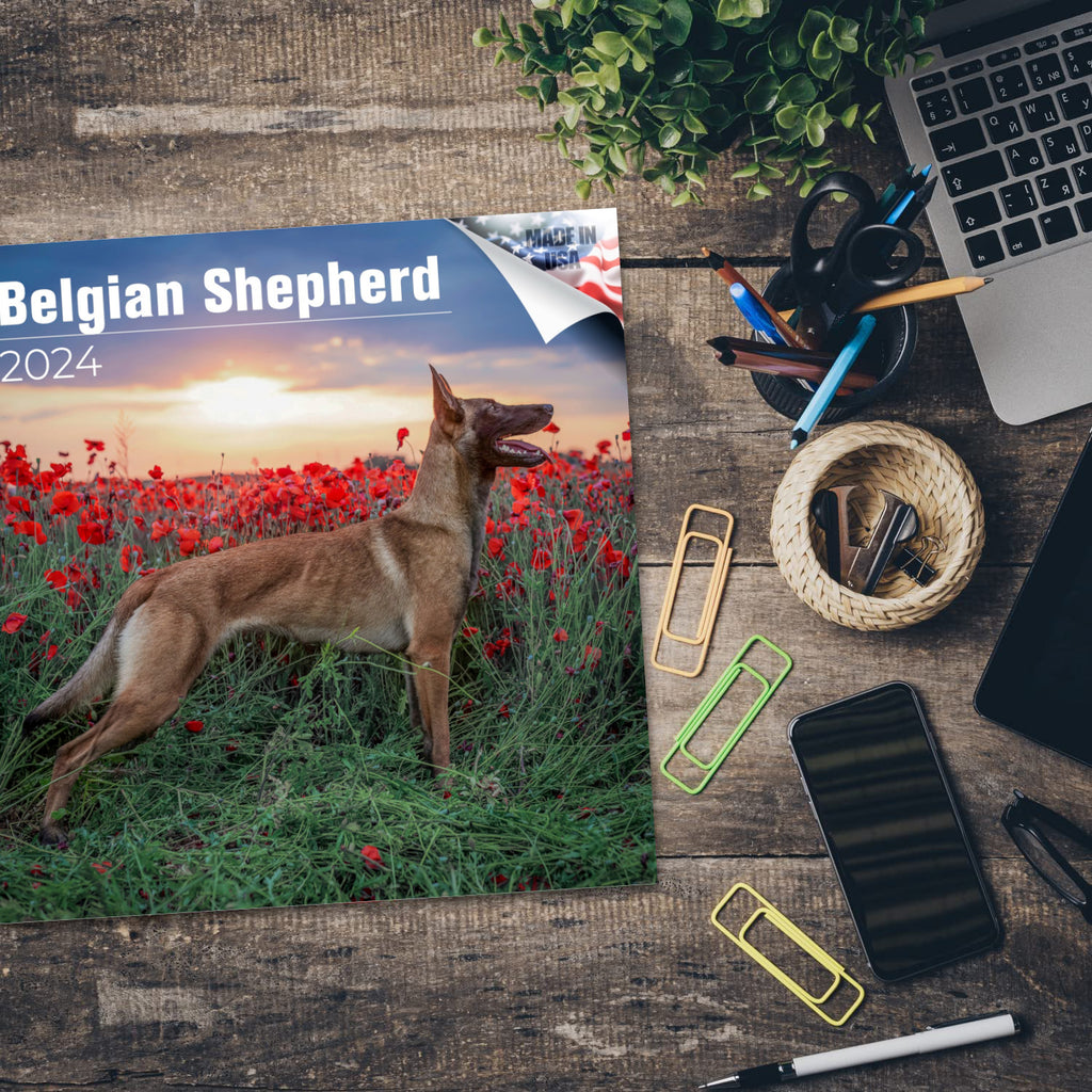 Belgian Shepherd Dog Wall Calendar 2024