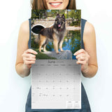 Belgian Shepherd Dog Wall Calendar 2024