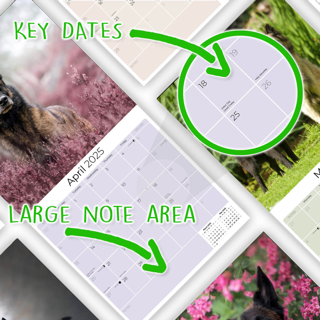 Belgian Shepherd Dog Wall Calendar 2025