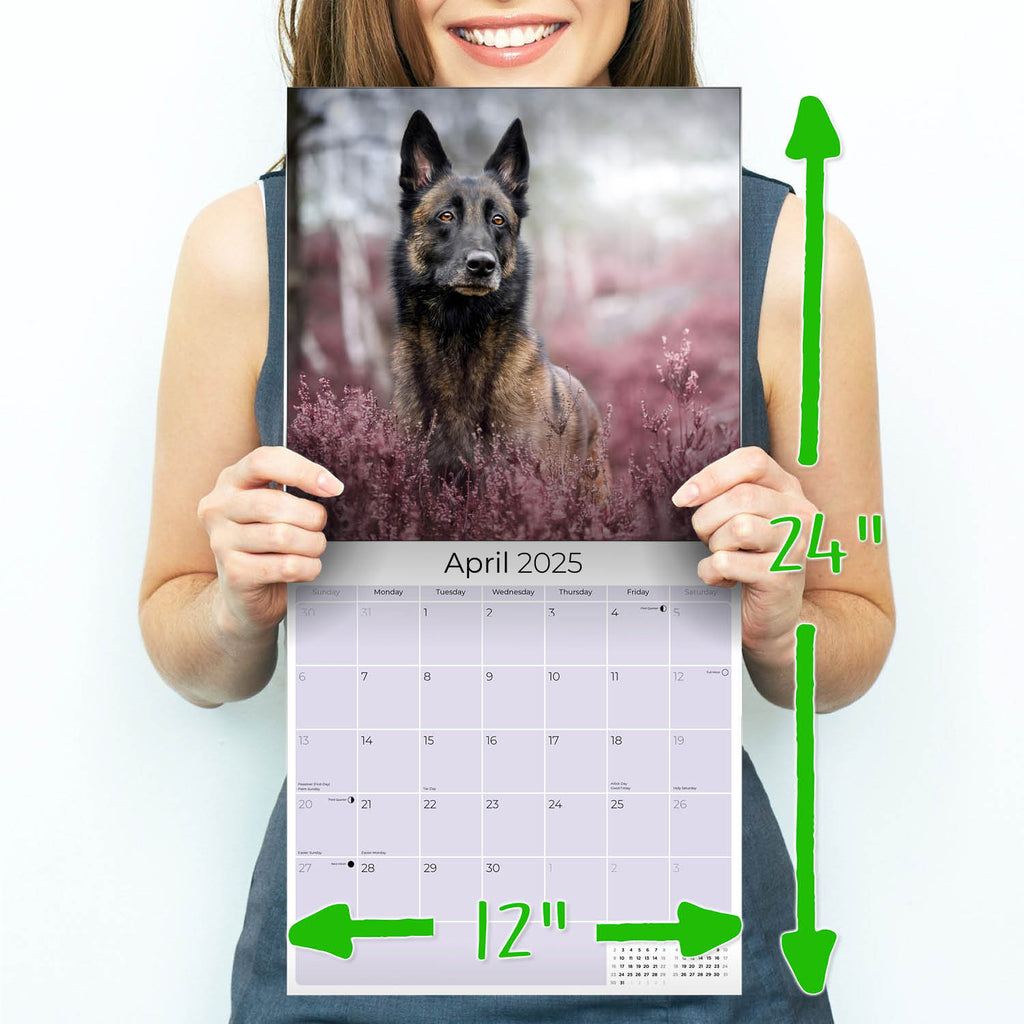 Belgian Shepherd Dog Wall Calendar 2025