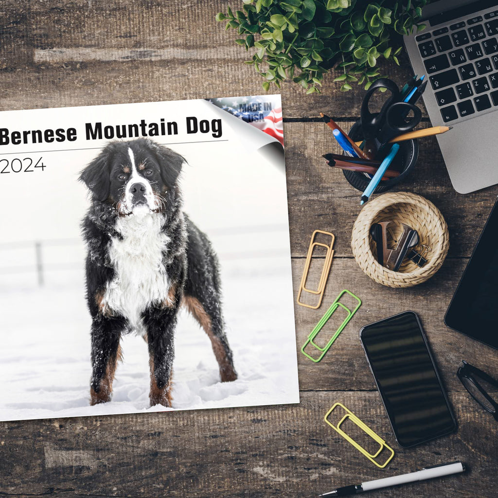 Bernese Mountain Dog Wall Calendar 2024