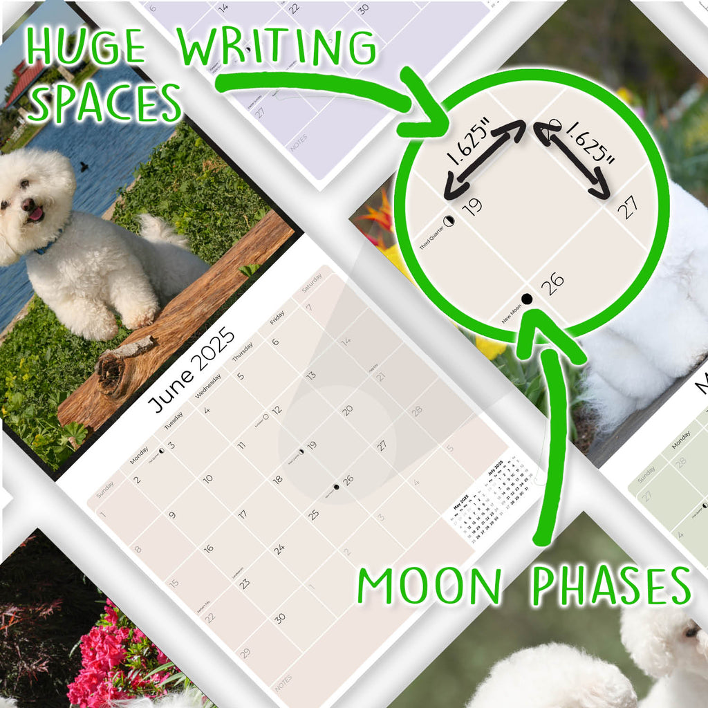 Bichon Frise Wall Calendar 2025
