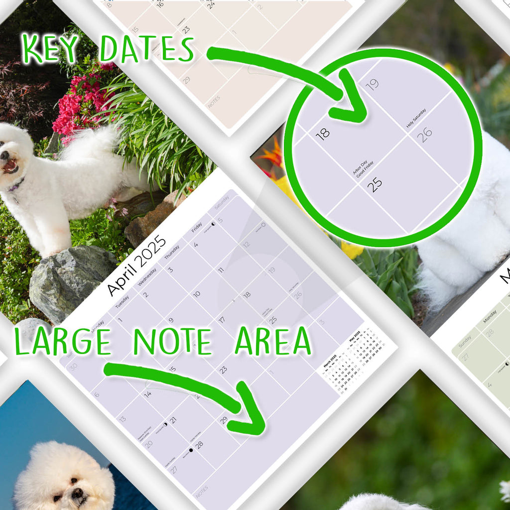 Bichon Frise Wall Calendar 2025
