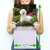 Bichon Frise Wall Calendar 2025