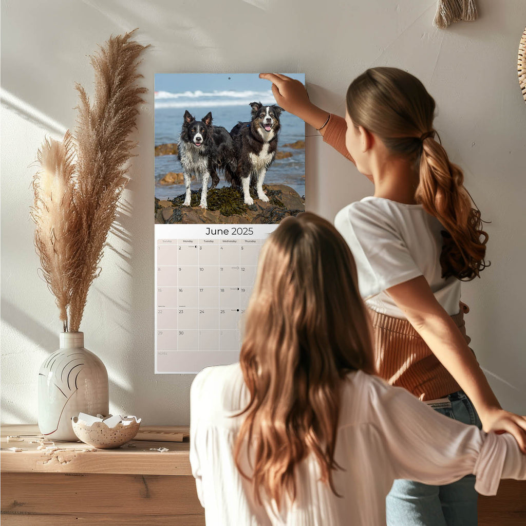Border Collie Wall Calendar 2025